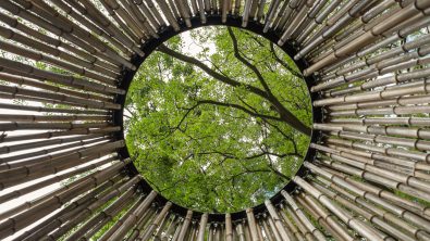 A cluster of bamboo arranged in a circle, the camera in the middle pointing up to reveal a circular opening and the tree canopy beyond.
