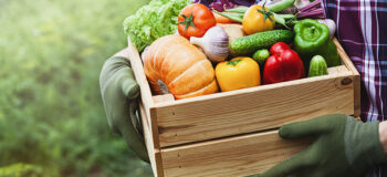 Farmer holds in hands wooden box with vegetables produce on the background of the garden. Fresh and organic food.