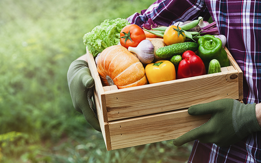 Farmer holds in hands wooden box with vegetables produce on the background of the garden. Fresh and organic food.