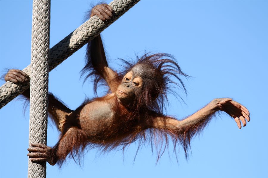 orangutan hanging on ropes