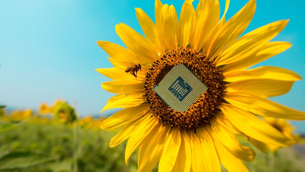 Image of a sunflower with a semiconductor chip in the center with a honeybee flying nearby