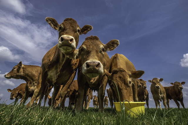 Illustrating the need for streamlining animal health and traceability, this image shows multiple cows in a field. One of the cows is eating or drinking from a yellow bucket.