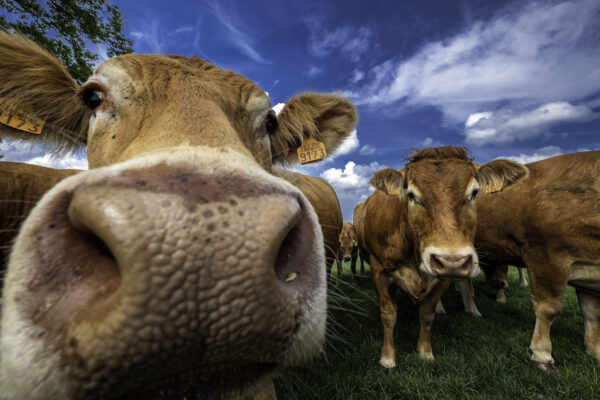 Streamlining Animal Health and Traceability: Harness the Power of Siemens Opcenter RD&L