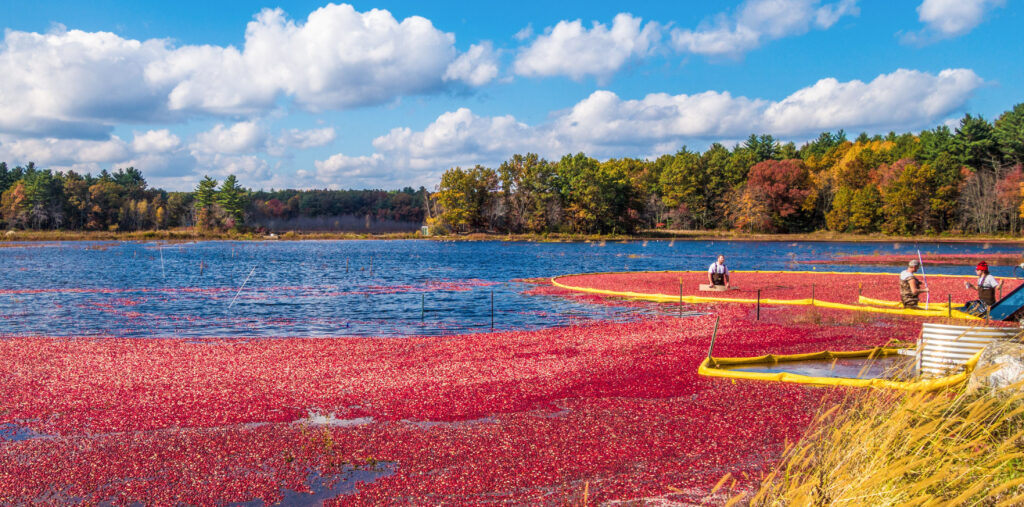 A cranberry bog being prepared for harvest