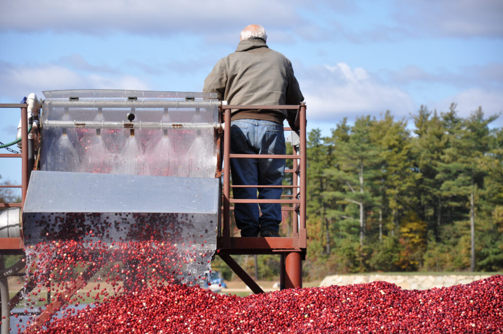 A man stands on a platform beside a machine harvesting a large pile of cranberries from a bog 