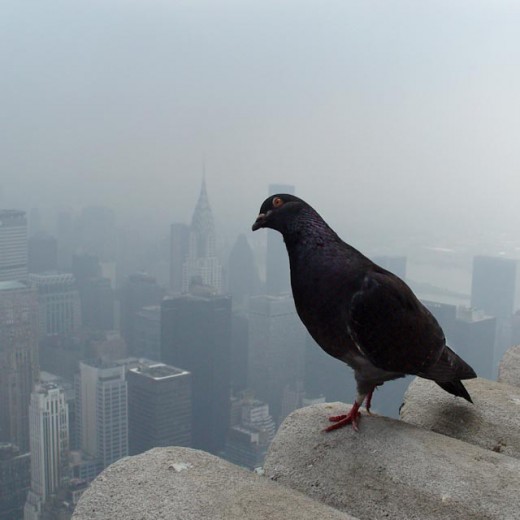 A view from the Empire State Building