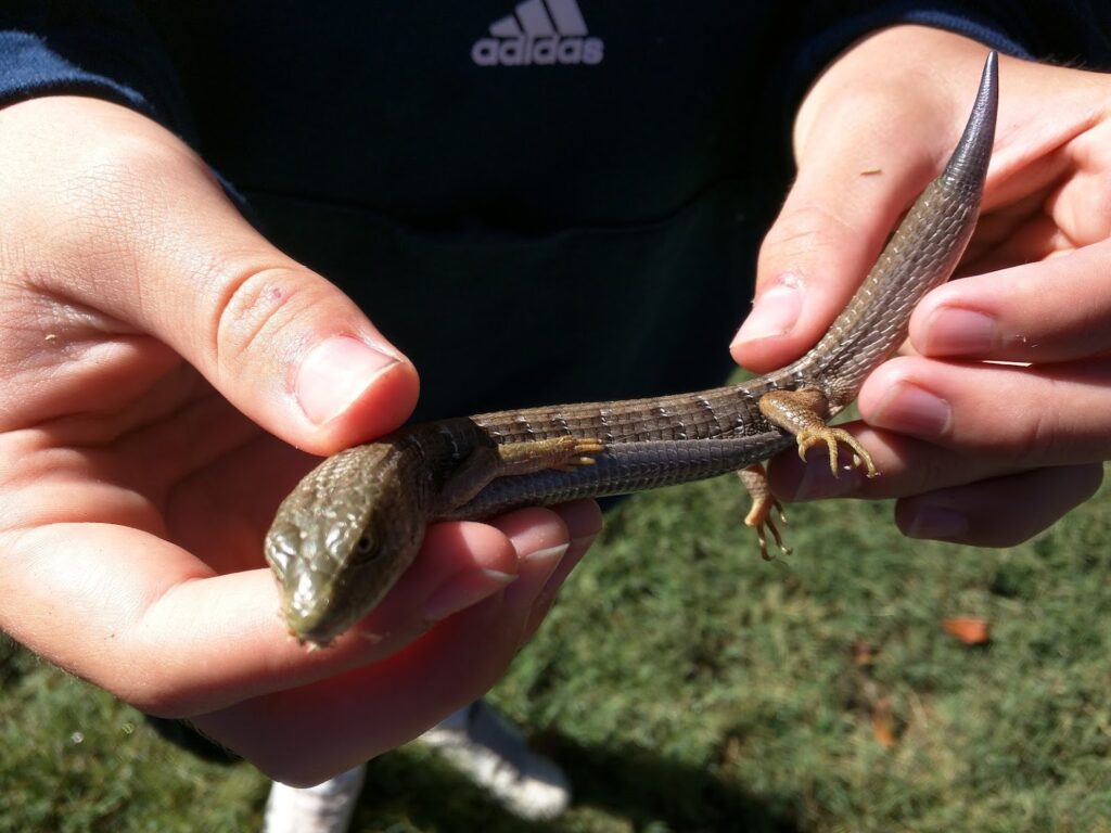 Backyard California Skink