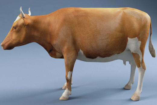 CGI_COW