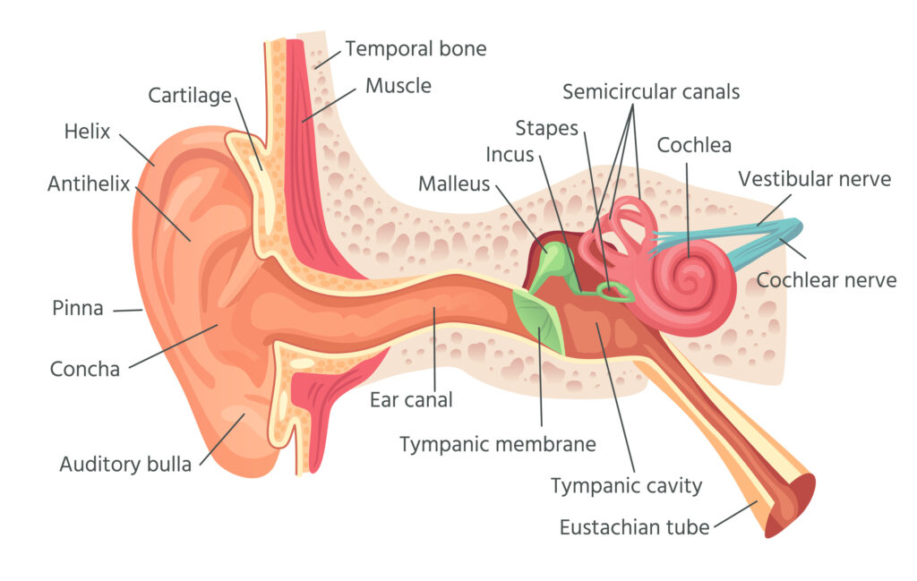 <Image> The tiny hair cells in human ears can be damaged by excessive noise