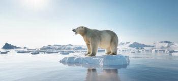 Polar bear on thin ice
