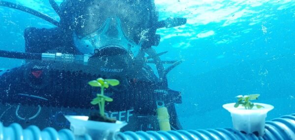 It’s World Oceans Day. Underwater Basil, anyone?