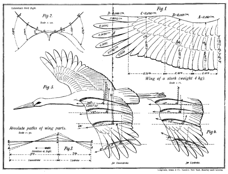 Of white storks, babies, drones and parametric gradient-based ...