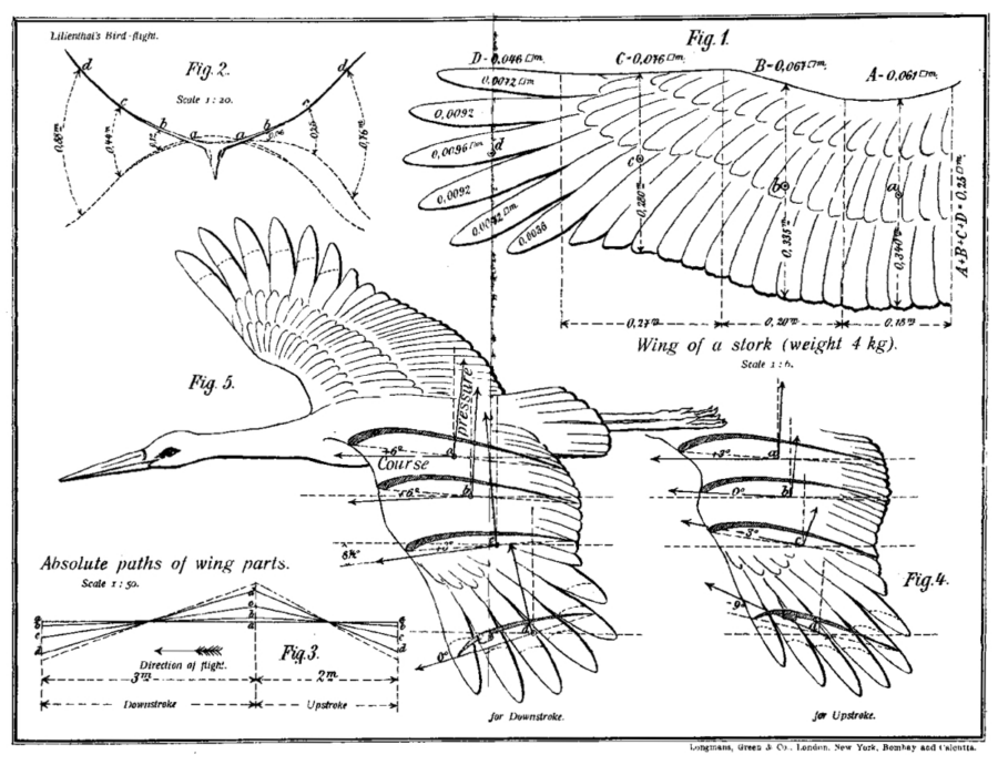 Of white storks, babies, drones and parametric gradient-based ...