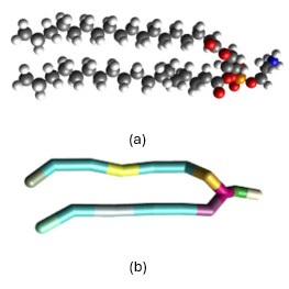 Atomistic and coarse-grained representations of a bacterial inner membrane phospholipid. The top panel shows the detailed molecular structure, while the bottom panel shows the corresponding mapped coarse-grained model with simplified interaction beads.