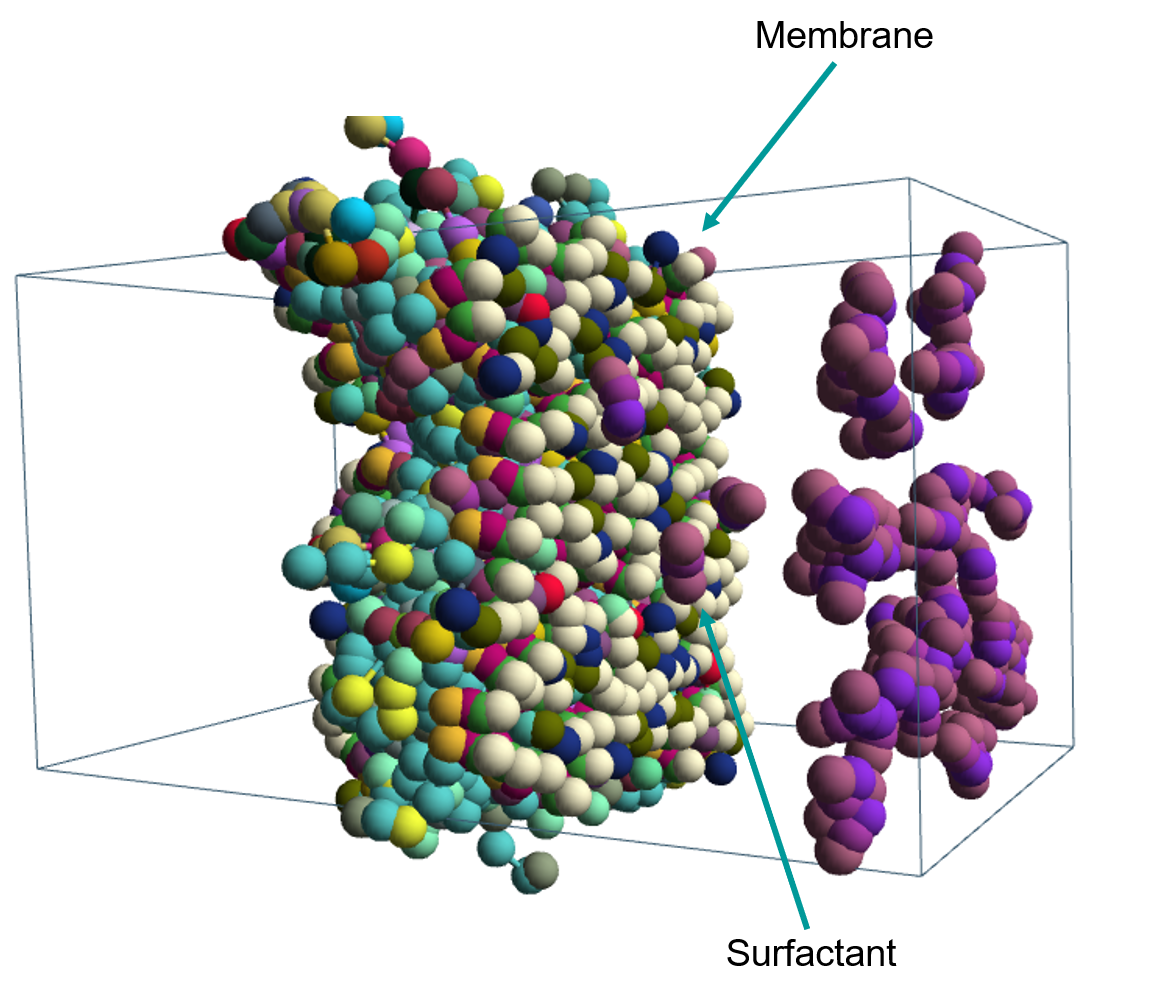 Coarse-grained simulation of fatty acid surfactants adsorbing onto a bacterial inner membrane.