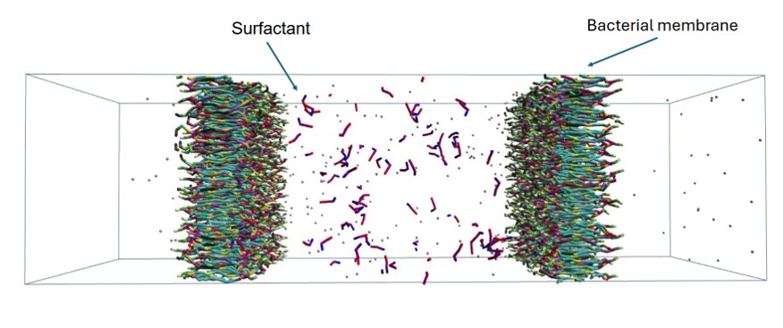 Snapshots of the simulation box containing a bacterial membrane model where fatty acid surfactants are introduced. Water is omitted for clarity.