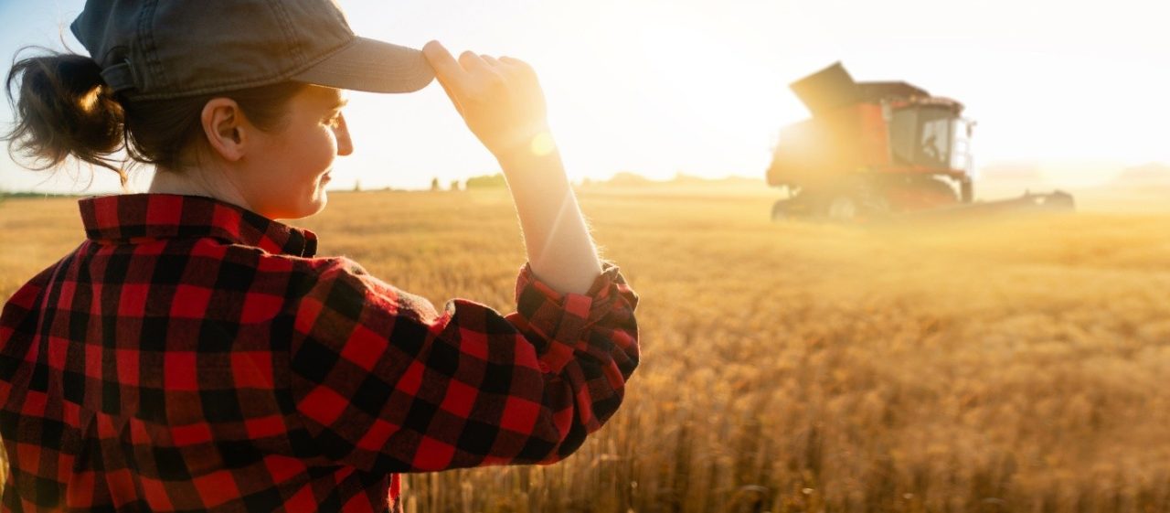 Person observing harvesting operations in a grain field while a combine harvester works in the background.