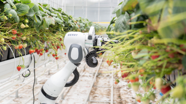 Strawberry fields reimagined: How Organifarms is automating agriculture with the help of Siemens software
